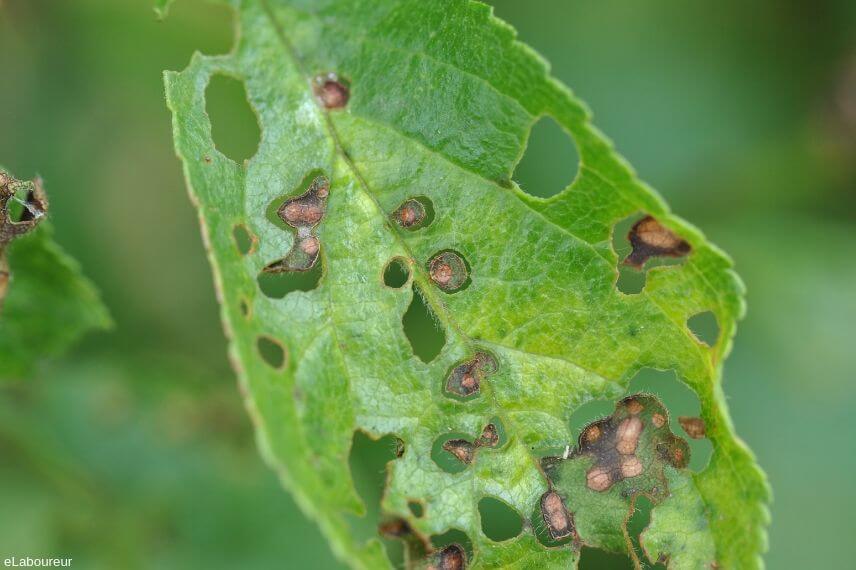 Daños causados por Cribado en Melocotón, durazno o nectarina