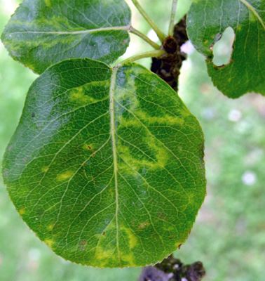 Chlorotic leaf spot virus: Symptoms and damage in apple trees