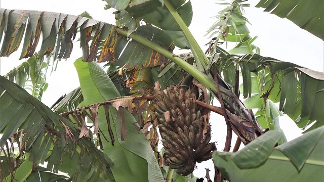 Red spot thrips of banana trees: Symptoms and damage in banana trees