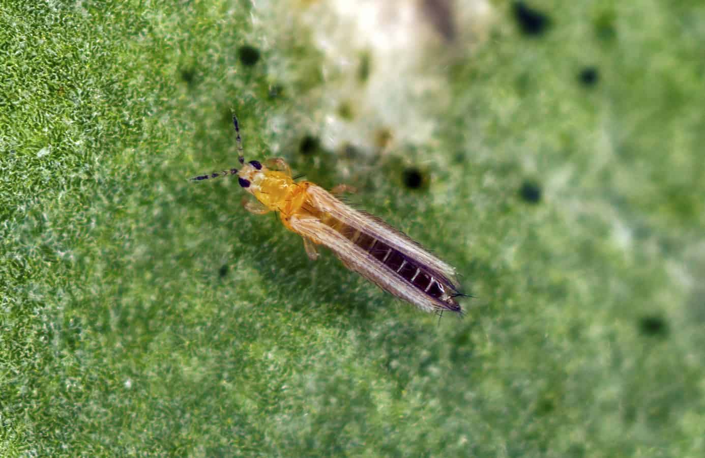 Trips in quinoa | idMicrobe