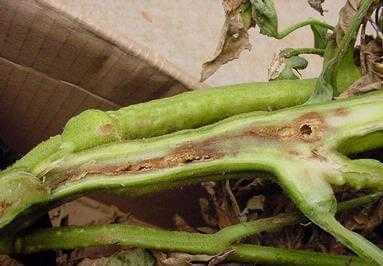 Cancro o cáncer bacteriano en pimiento | idMicrobe