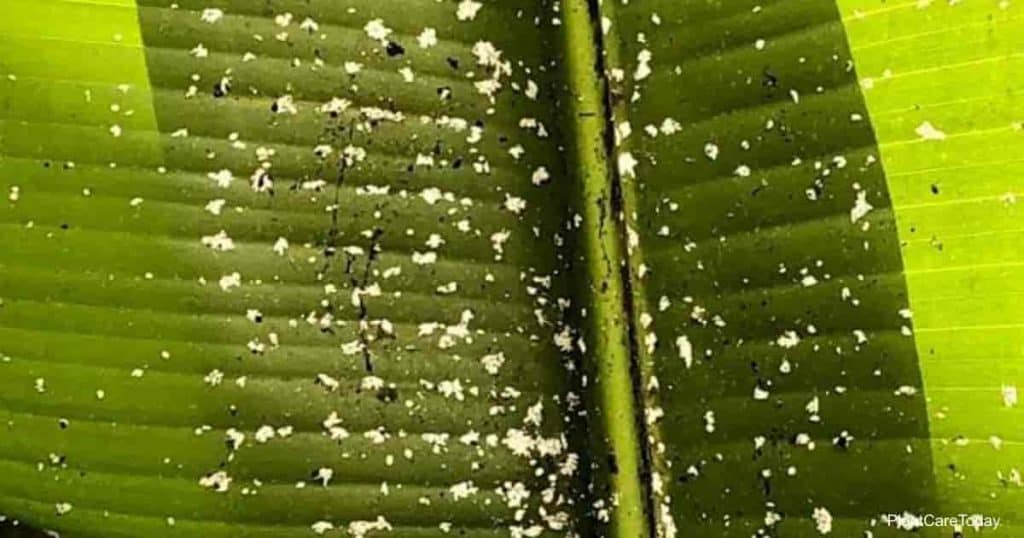 Mealybugs: Symptoms and damage in banana trees