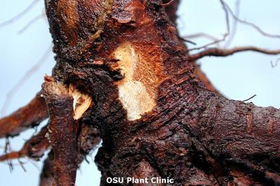 Podridão da raiz ou da coroa: sintomas e danos em mirtilos