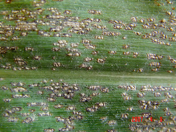 Roya blanca: Síntomas y daños en Maíz