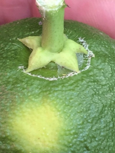 Fruto afectado por trips con pequeñas picaduras y daños en la superficie