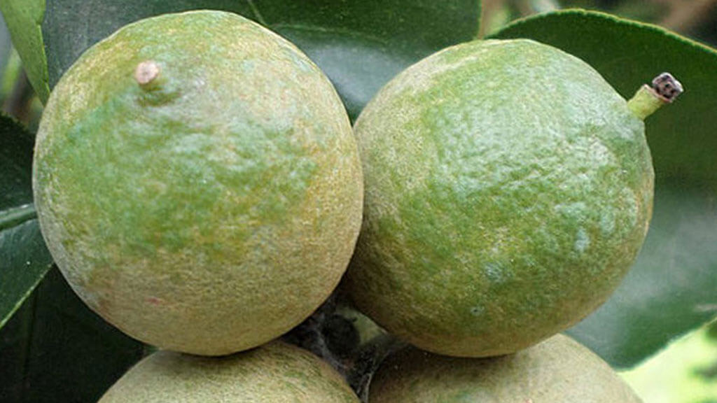 Araña roja en limonero | idMicrobe