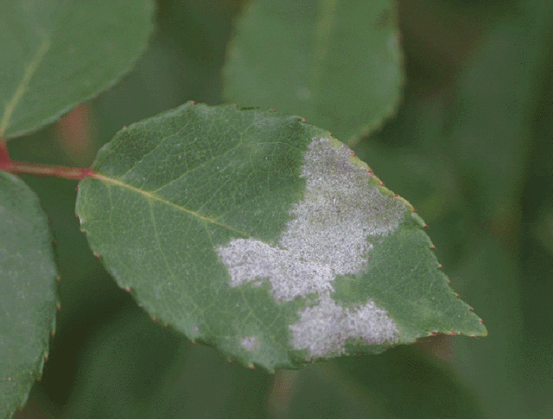 Powdery mildew on roses: How to recognize and treat it effectively