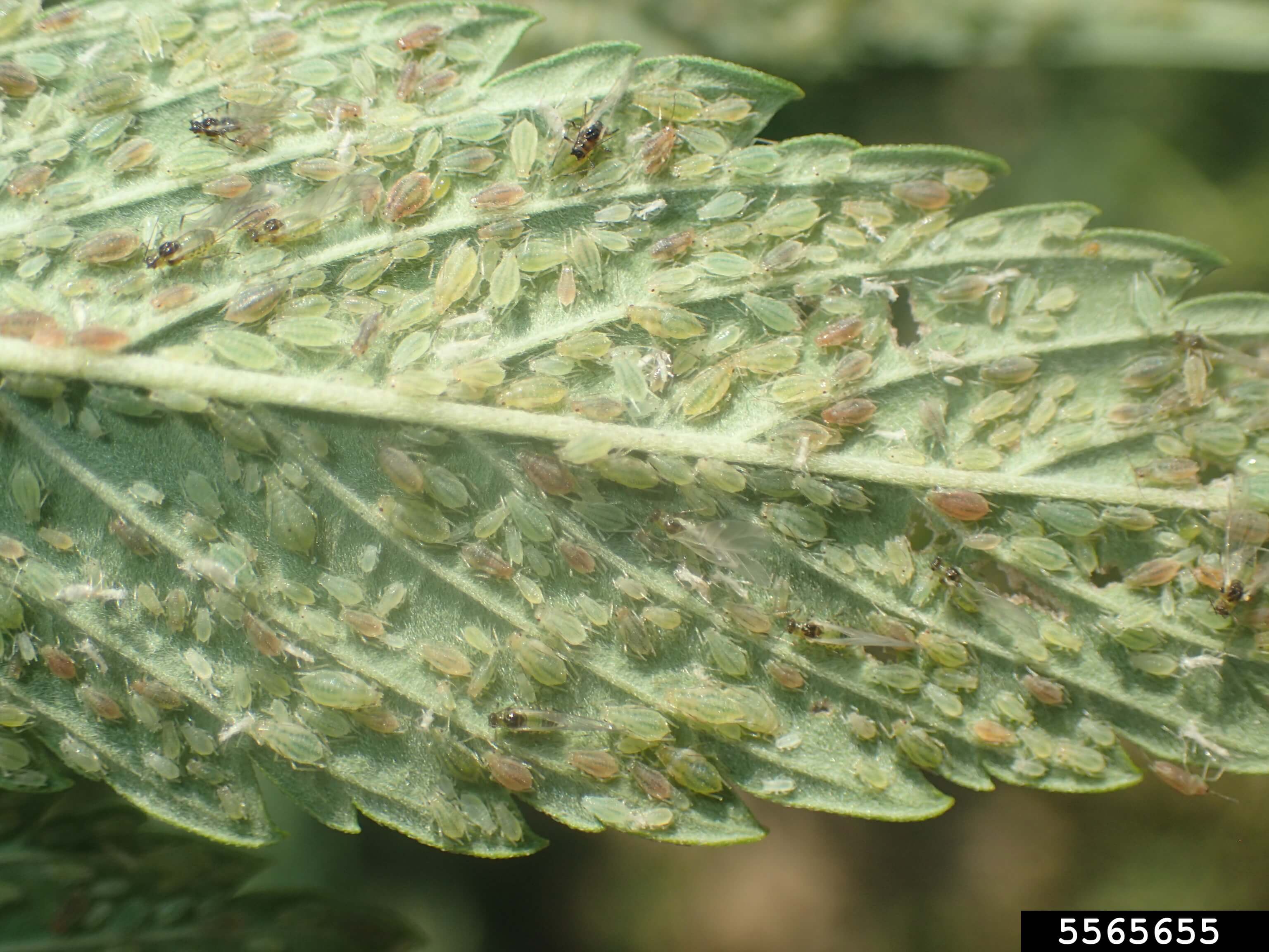 Damage caused by Aphids on Cannabis