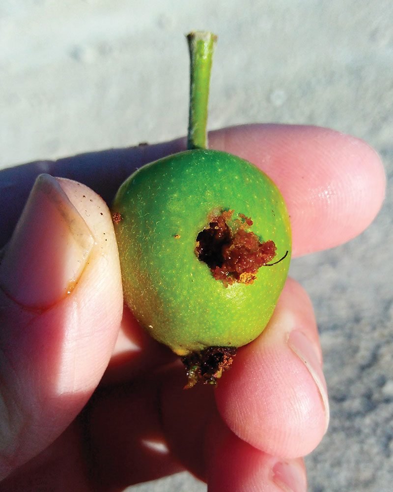 Polillas en frutos: Cómo se reconoce y se trata eficazmente