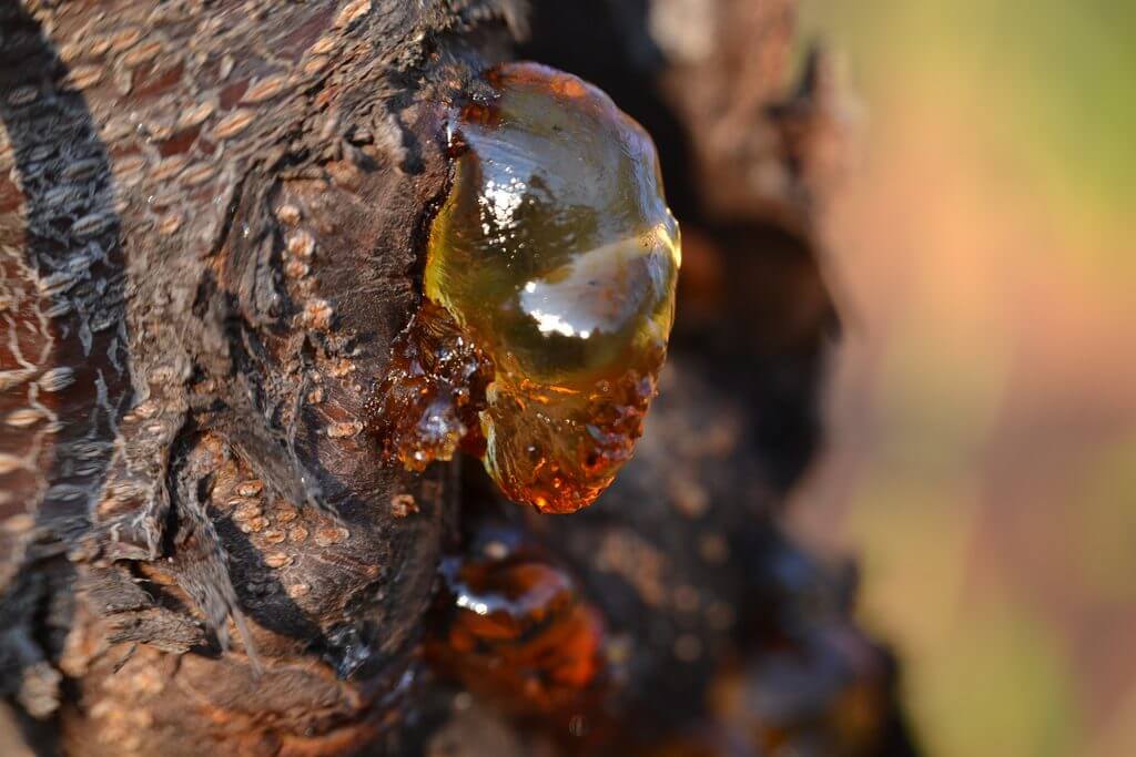 Gomose: Sintomas e Danos no Abacate