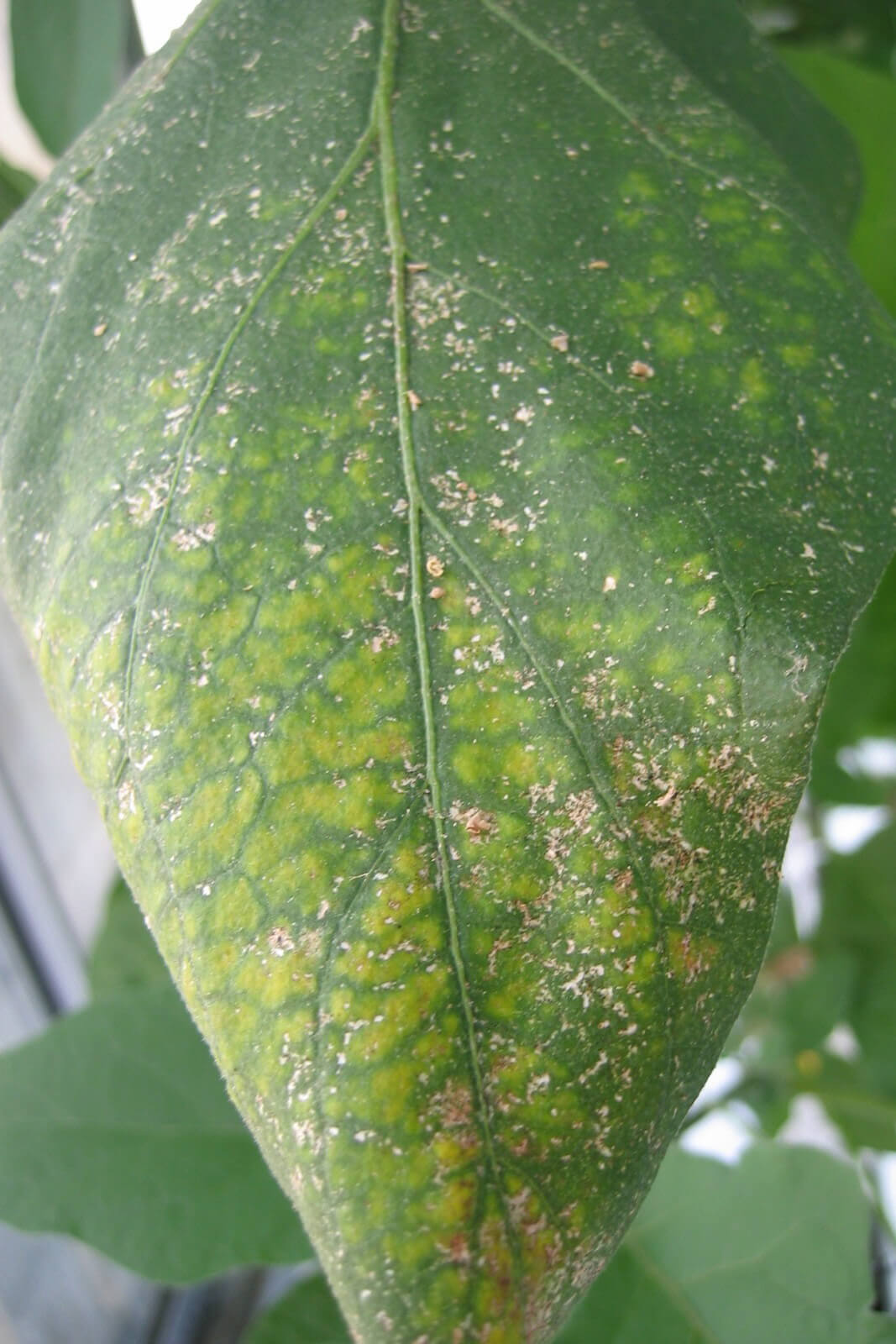 Trips en peral | idMicrobe