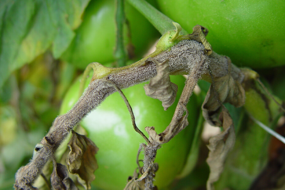 Podredumbre gris en Tomate: Cómo se reconoce y se trata eficazmente