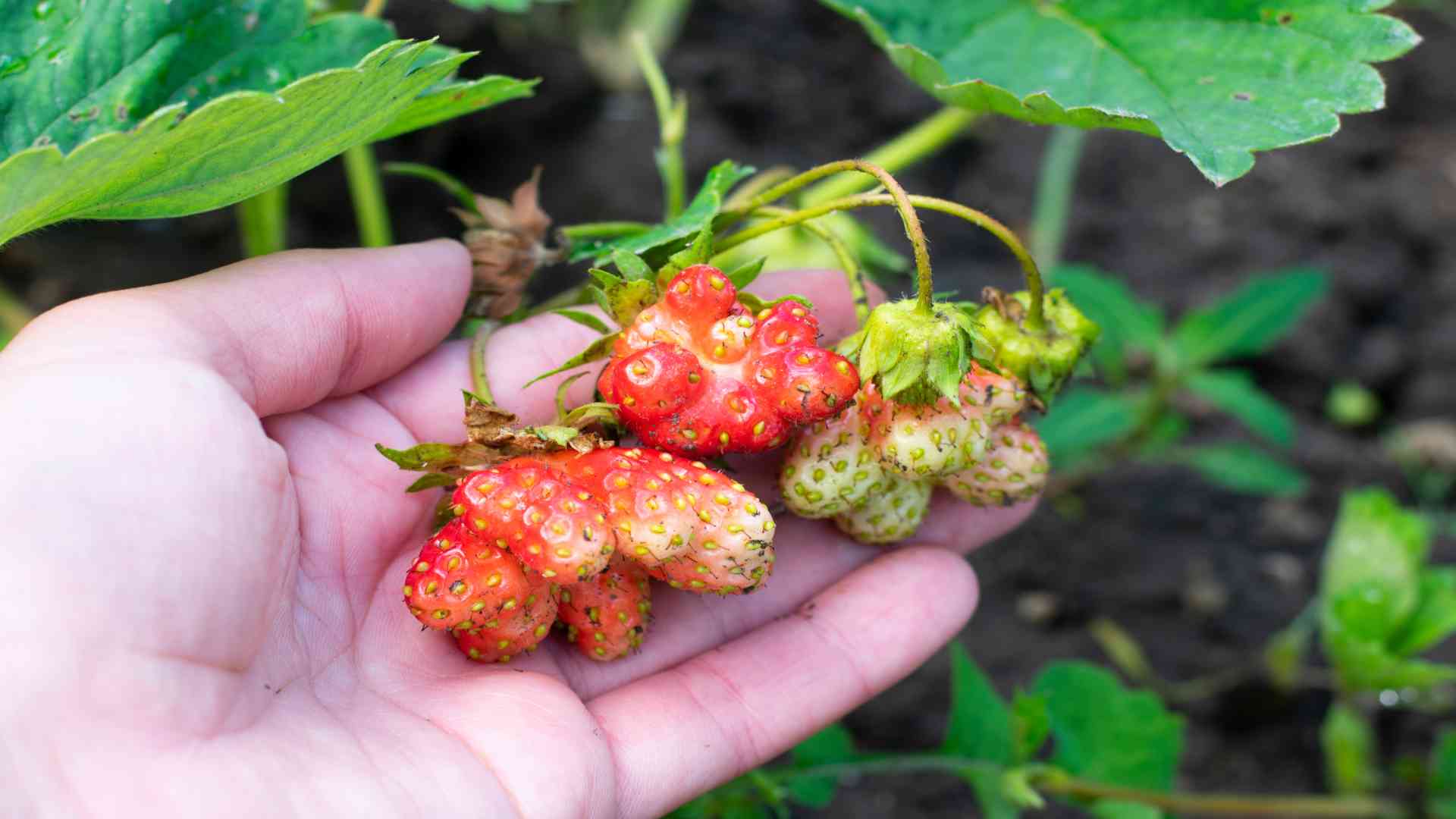 Fruto con síntomas de deficiencia de boro y deformaciones en su desarrollo