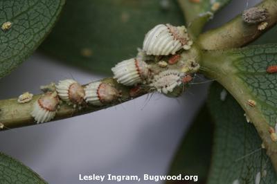 Cochonilha sulcada em frutas cítricas | idMicrobe