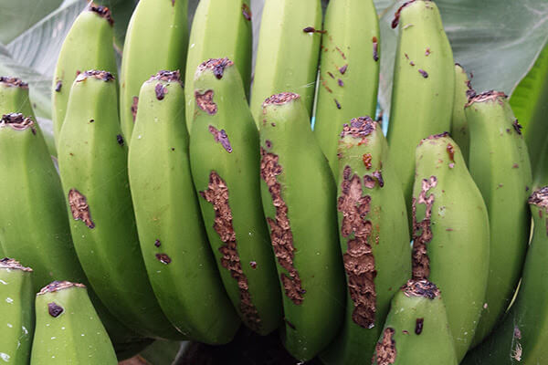 Lagartas: Sintomas e Danos em Bananeiras