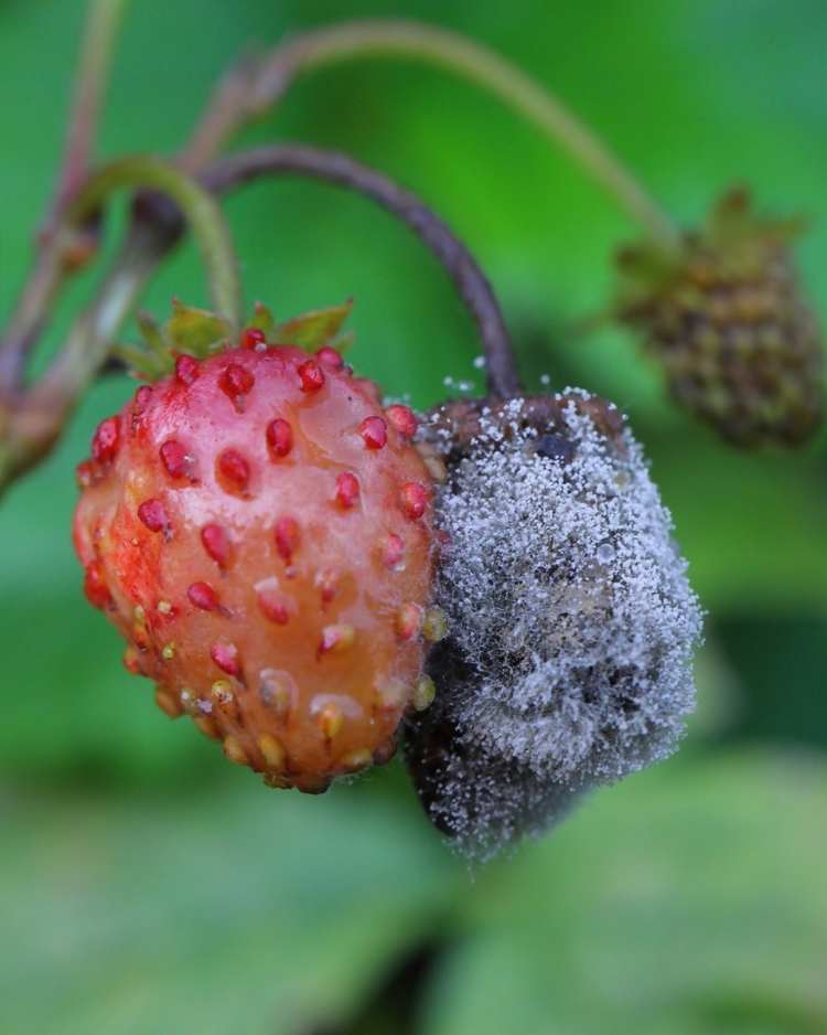 Fruto afectado por Botrytis con podredumbre y moho gris