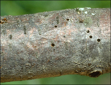 Borers: What they are, how they originate, and how to eliminate them effectively