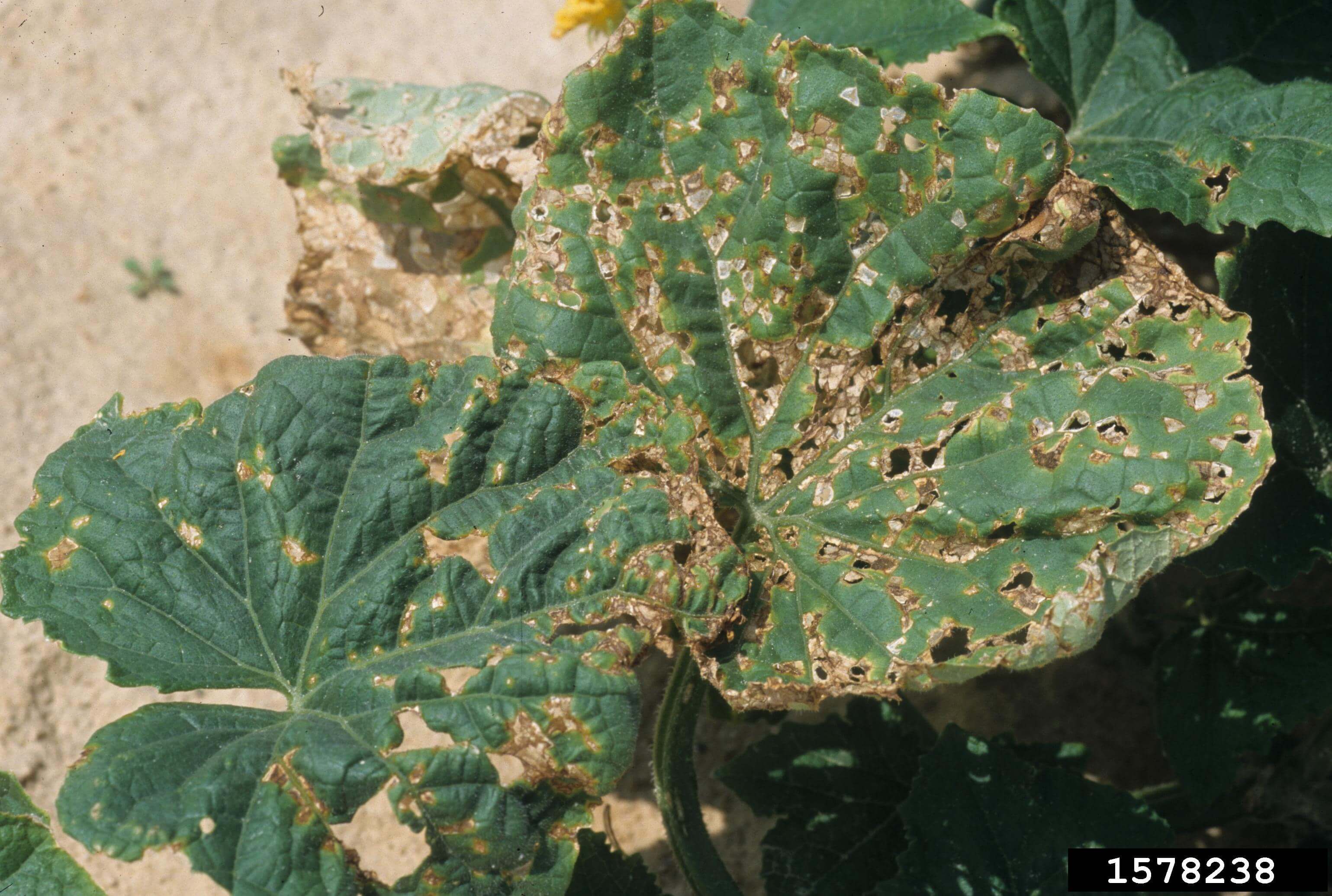 Angular leaf spot on inedible cucurbits | idMicrobe