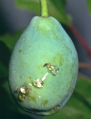 Codling Moth: Symptoms and Damage in Plums