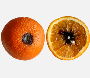 Alternaria: Síntomas, daños y soluciones en frutos