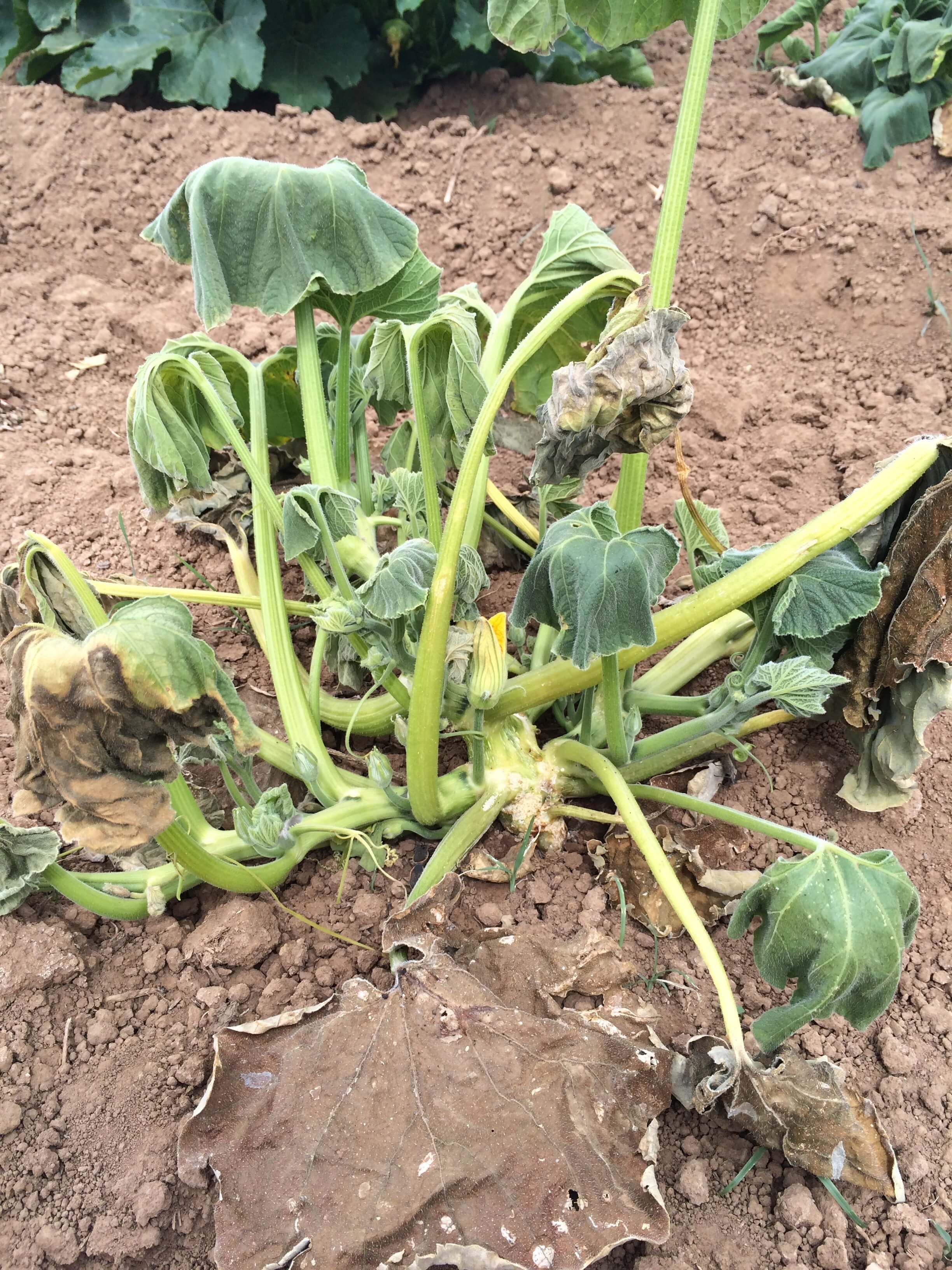 Pourriture des racines et du collet : qu'est-ce que c'est, comment se produit-elle et comment l'éliminer efficacement ?