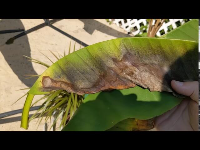 Red spider: Symptoms and damage in banana trees