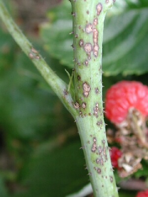 Antracnosis: Síntomas y daños en Frambuesa