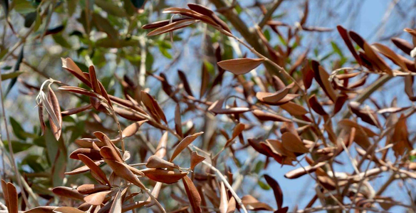 Flétrissement verticilien des plantes décoratives de jardin et/ou d'intérieur : comment le reconnaître et le traiter efficacement