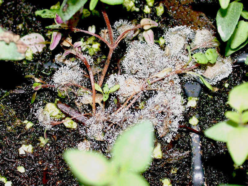 Danos causados pela podridão cinzenta em plantas ornamentais