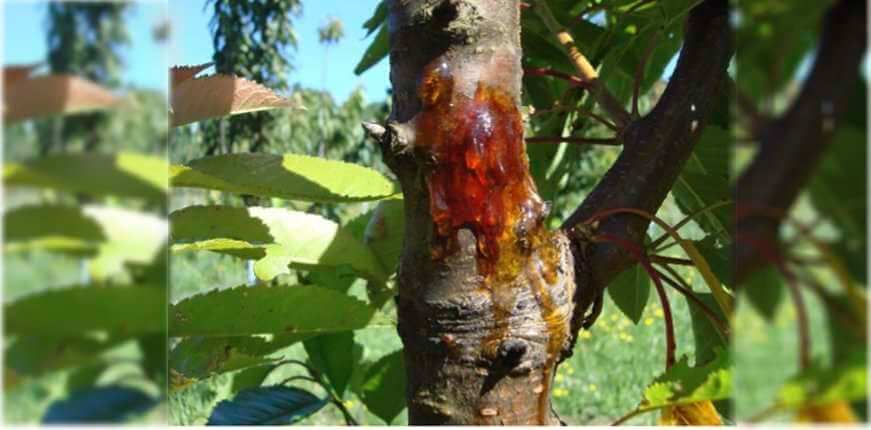 Collar and root rot in cherry trees | idMicrobe