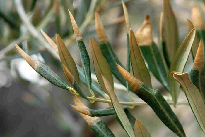 Xylella or olive Ebola in olive trees: How to recognize and treat it effectively