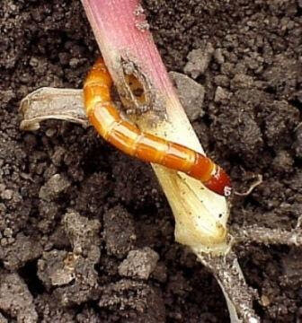 Wireworm damage to sugar beet
