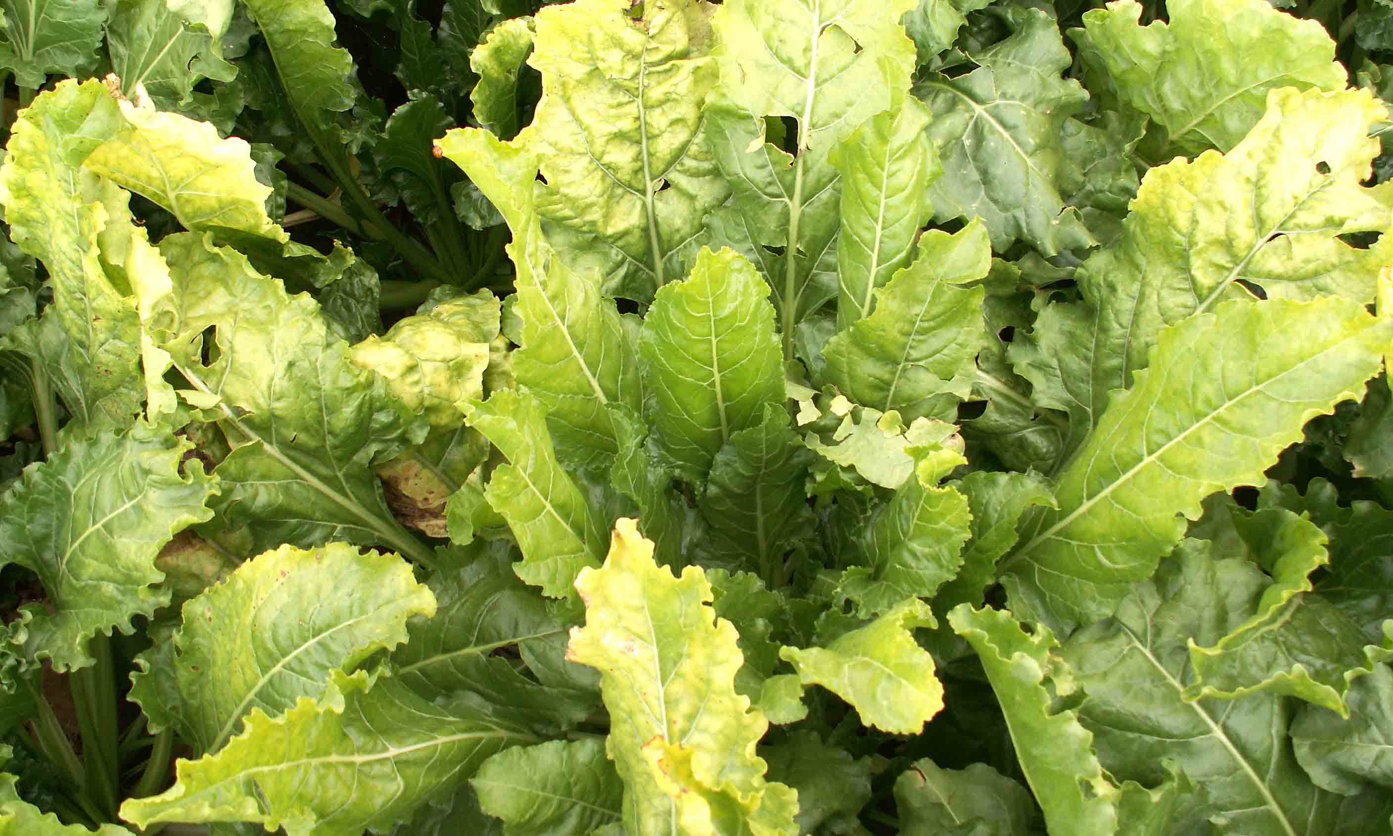 Beet yellows virus: what it is, how it occurs, and how to eliminate it effectively.