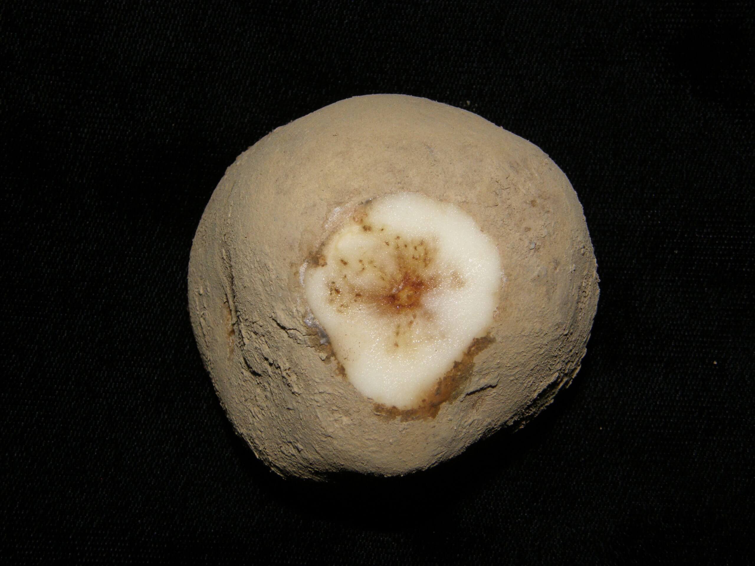 Verticilosis: Síntomas y daños en Patata