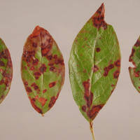 Como reconhecer e combater a alternariose em mirtilos