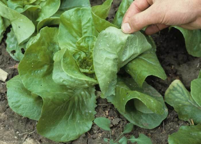 Whitefly on lettuce | idMicrobe
