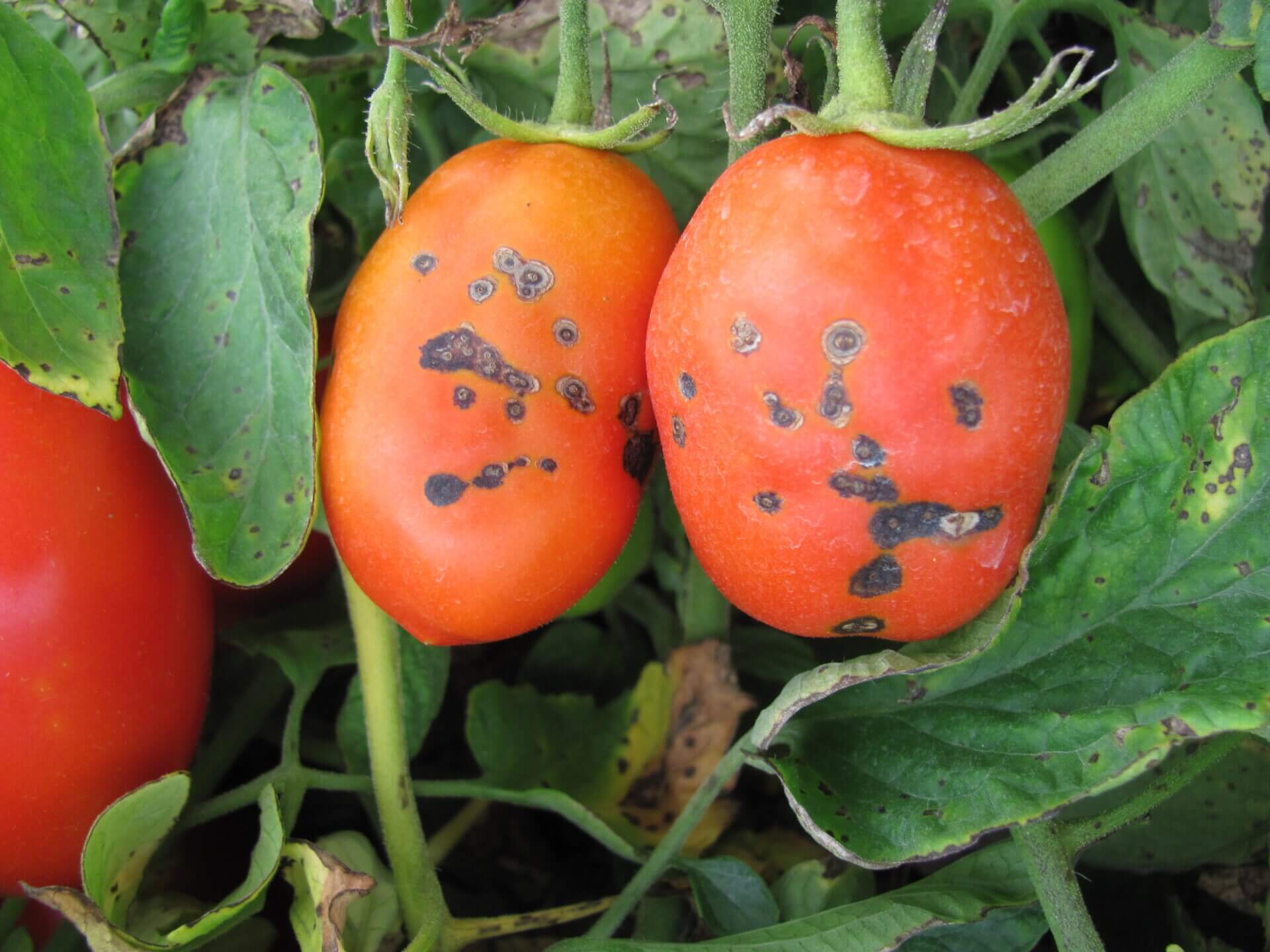 Bacterial spot on tomatoes | idMicrobe