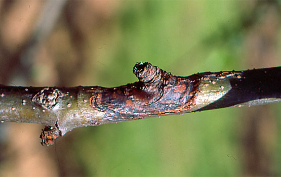 Danos causados por Phomopsis em macieiras