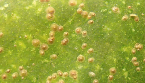 Escama vermelha da Califórnia: sintomas e danos no louro