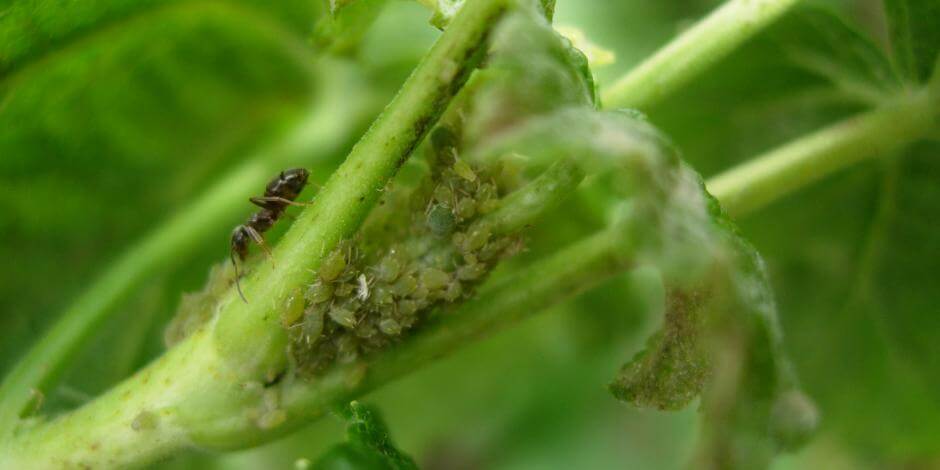 Daños causados por Pulgón en Melocotón, durazno o nectarina