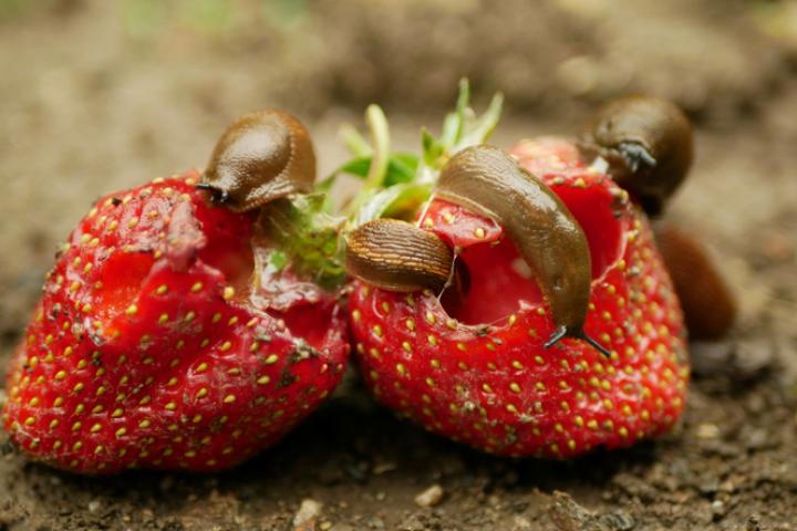 Cómo reconocer los daños y combatir los cararacoles y babosas en los frutos