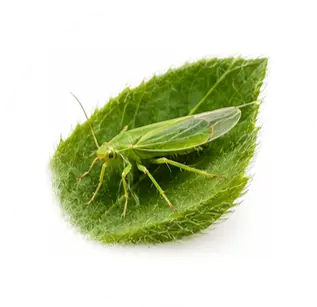 Mosquitos verdes