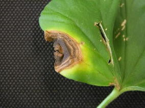 Alternaria: What it is, how it occurs, and how to effectively eliminate it