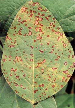 Cómo reconocer y combatir mancha ojo de rana en soja