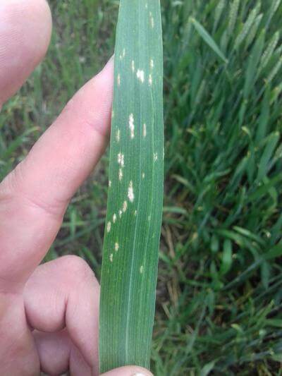 Comment reconnaître et combattre l'oïdium dans les céréales d'hiver