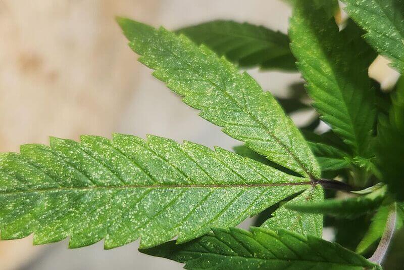 Aranha vermelha: sintomas e danos na cannabis