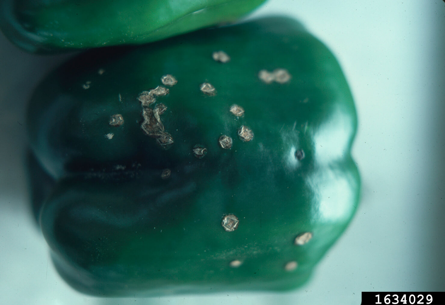 Mancha bacteriana: Síntomas y daños en Pimiento