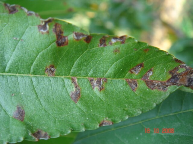 Cómo reconocer y combatir mancha negra o mancha bacteriana en melocotón, durazno o nectarina