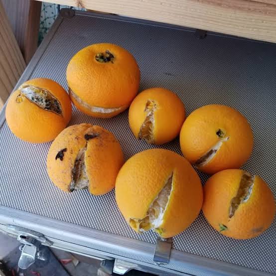 Fruto con síntomas de deficiencia de calcio y alteraciones en su desarrollo