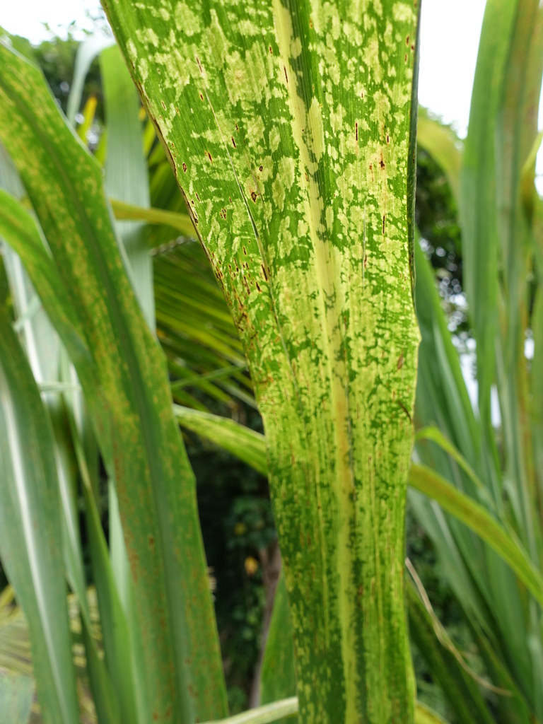Danos causados pelo vírus do mosaico da cana-de-açúcar (SCMV) no milho